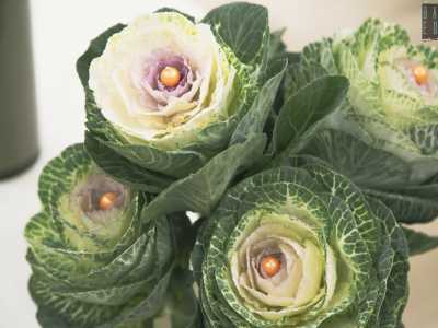 Mentre parliamo, Luigi ci mostra uno degli esemplari da lui considerati pi� belli: la brassica, dal colore verde e l�interno bianco decorato con l�aggiunta di una piccola perlina. Di solito si regala a chi ha appena avuto un neonato